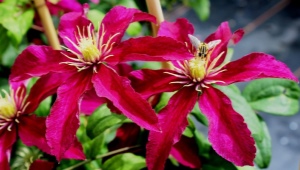 Clematis Niobe: description, recommendations for growing and reproduction