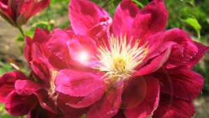Clematis Red Star: description and growing rules