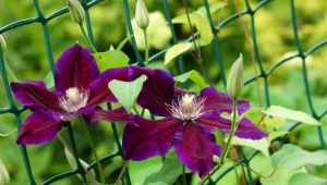 Clematis Yulka: variety description, planting and care rules