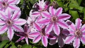 Clematis Nelly Moser: description, tips for growing and reproduction