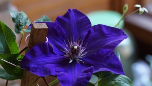 Clematis President: description, pruning and growing group