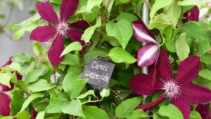 Clematis Westerplatte: description, tips for growing and breeding
