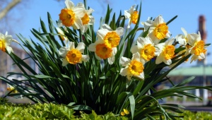Hvornår og hvordan beskærer man påskeliljer efter blomstring?