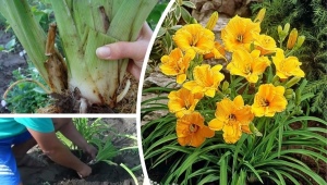 Wann und wie Taglilien umpflanzen?