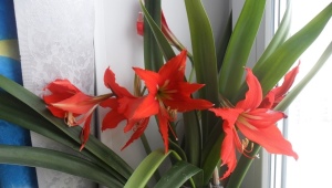 Indoor lilies: features, types and cultivation