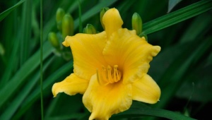 Daglilje gul: karakteristika for arter og anbefalinger til dyrkning