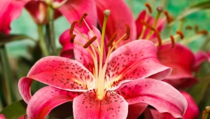 Královská lilie: popis a odrůdy, výsadba a péče