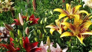 Lilje: arter, sorter, plantning og pleje
