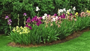 Iris bulbi: plantare, îngrijire și reproducere