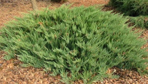 Juniper Cossack Tamaristsifolia: beskrivelse, plantning og pleje