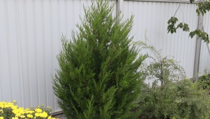 Juniper Chinese: description, varieties, planting and care