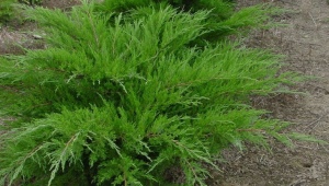Juniper in de Oeral: geschikte variëteiten, planten en verzorgen