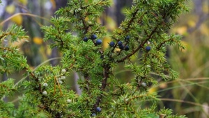 Common juniper: description, planting and care