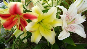 Overview of species and popular varieties of lilies