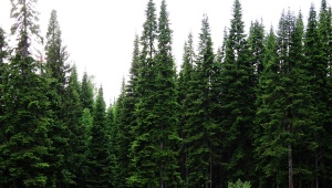 Overview of species and popular varieties of fir