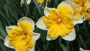 Overview of species and varieties of daffodils