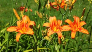 Orangefarbene Taglilie: Beschreibung beliebter Sorten