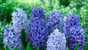 Funktioner ved plantning af hyacinter
