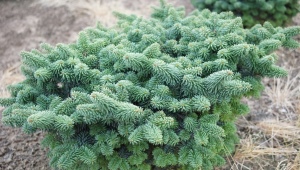Balsam fir: description of varieties, secrets of planting and care