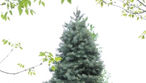 White fir: description, recommendations for growing and reproduction