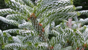 Korean fir Silberlock: description, planting and care
