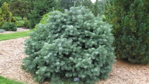 Single-color fir: an overview of the best varieties and growing rules