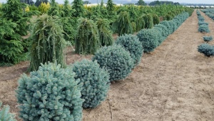 Subalpine fir: the best varieties and cultivation features