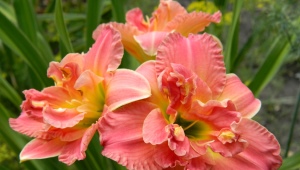 Rules and scheme for planting daylilies