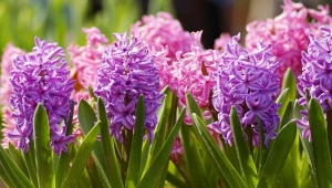 Regels en methoden voor het kweken van hyacinten