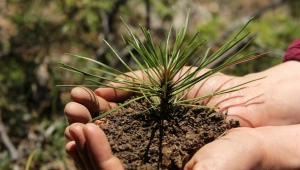 Pine planting rules