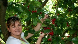 Tools for picking cherries and cherries: features and tips for use