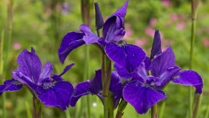 Varianter af sibiriske iris: navne og beskrivelser