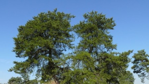 Pine Banks: Beschreibung und Empfehlungen für den Anbau