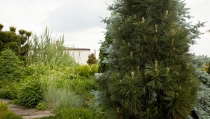 黑松绿塔：描述，种植和护理的特点