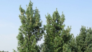 Himálajská borovice: popis, odrůdy a pěstování