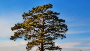 Fyrretræ: hvordan det ser ud og hvor mange år det lever, fordele og ulemper