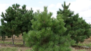 European cedar pine: description, types, tips for growing and reproduction