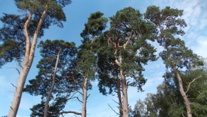 Borovice lesní: popis, vlastnosti výsadby a reprodukce