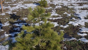 Schwerin pine: description, tips for planting and care