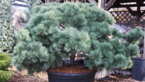 Weymouth pine: description of varieties and growing rules