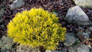 Pine Winter Gold: descriere, cultivare, reproducere