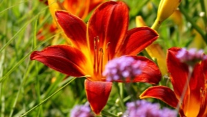 Rørformede liljer: de bedste sorter, deres plantning og plejeregler