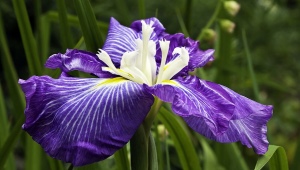 Arten und Sorten von Iris