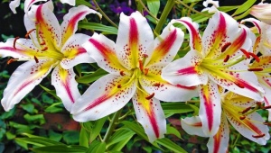 Oriental lilies: varieties, difference from Asian, planting and care
