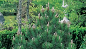 All about Geldreich's pine