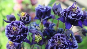 Terry aquilegia: the best varieties and growing rules