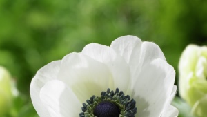 Anemone (anemone): en oversigt over sorter, plantning og pleje
