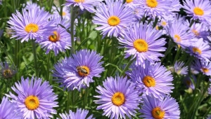 Alpine aster: varieties, planting and care