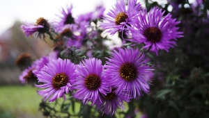 New Belgian aster: description, varieties, planting and care