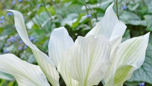 Varietà di hosta bianca: descrizione e consigli per la coltivazione